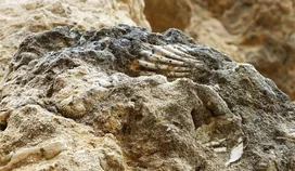 Régi homokbánya, fosszíliák borítóképe