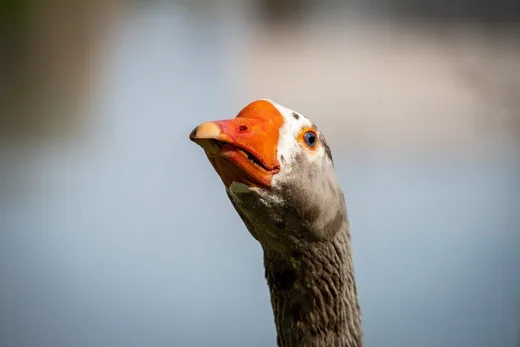 'Márton napi vigasságok 2023 Öskü' cikk borítóképe