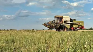Mennyi lesz a magtárban az aratás végén? borítóképe