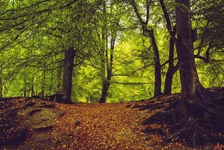 Erdő látogatásának korlátozása borítóképe