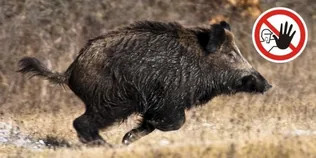 Bakonyi erdőt látogatók figyelmébe borítóképe