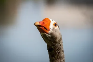 Márton napi vigasságok 2023 Öskü borítóképe