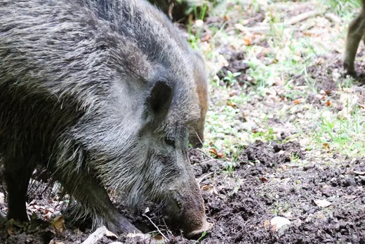 'Vad által belterületen okozott károk megelőzése' cikk borítóképe