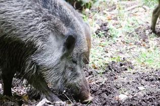 Vad által belterületen okozott károk megelőzése borítóképe