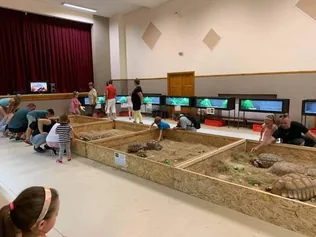 Óriásteknős kiállítás Öskün borítóképe