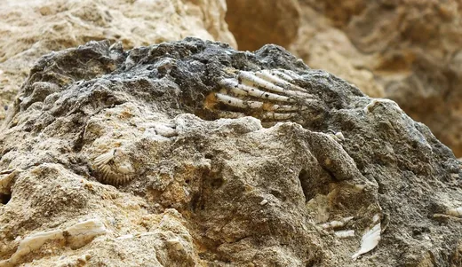 'Régi homokbánya, fosszíliák' cikk borítóképe